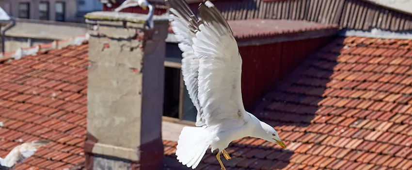 Residential Chimney Animal Removal Solution in North Richland Hills, TX