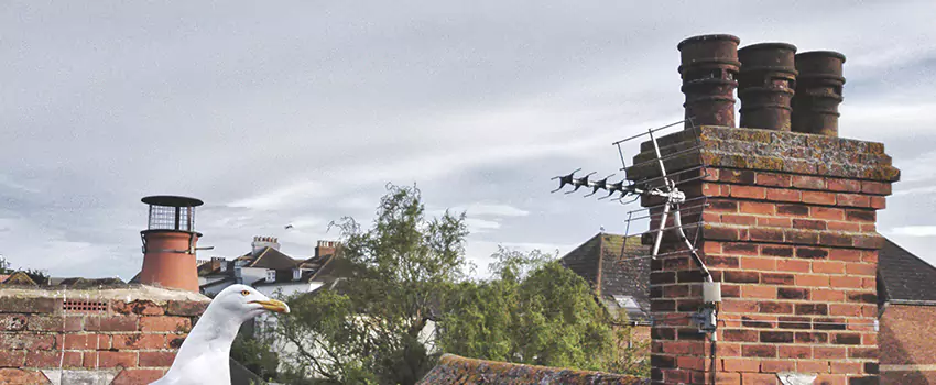 Chimney Cleaning And Restoration in North Richland Hills, Texas